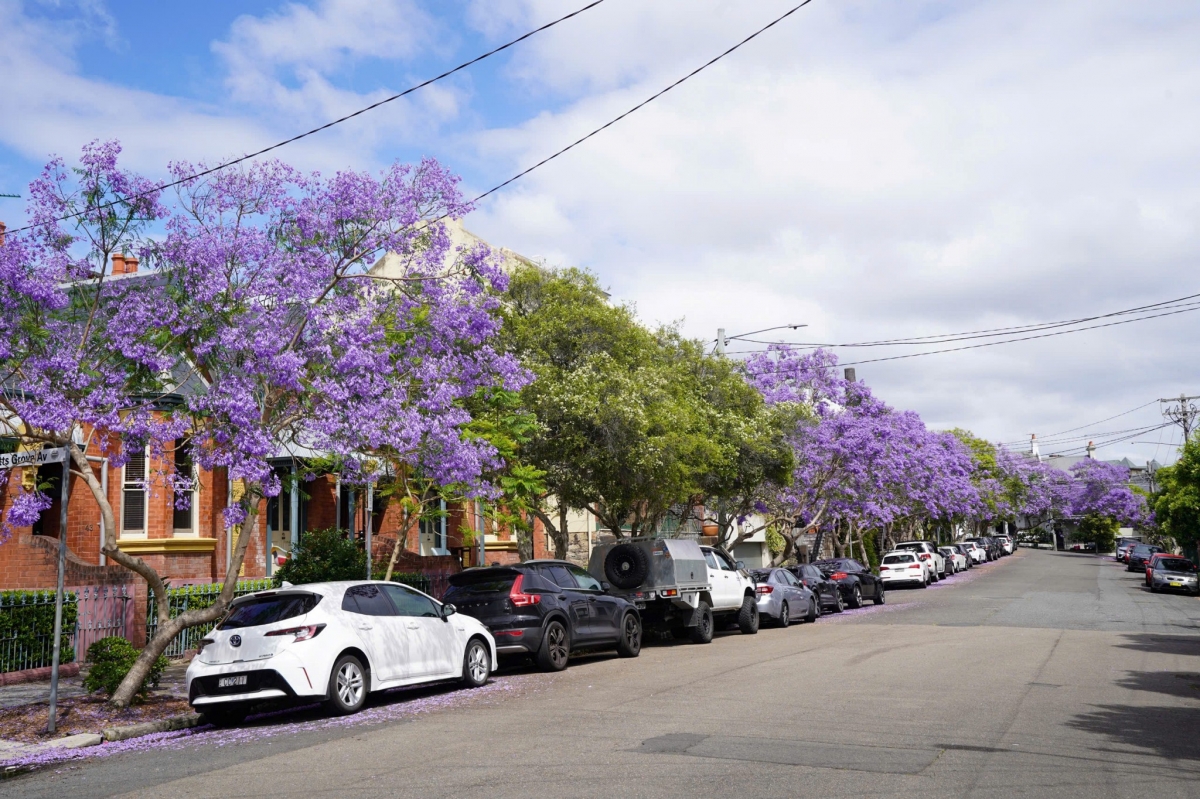 sac hoa phuong tim tran ngap duong pho sydney, australia hinh anh 3
