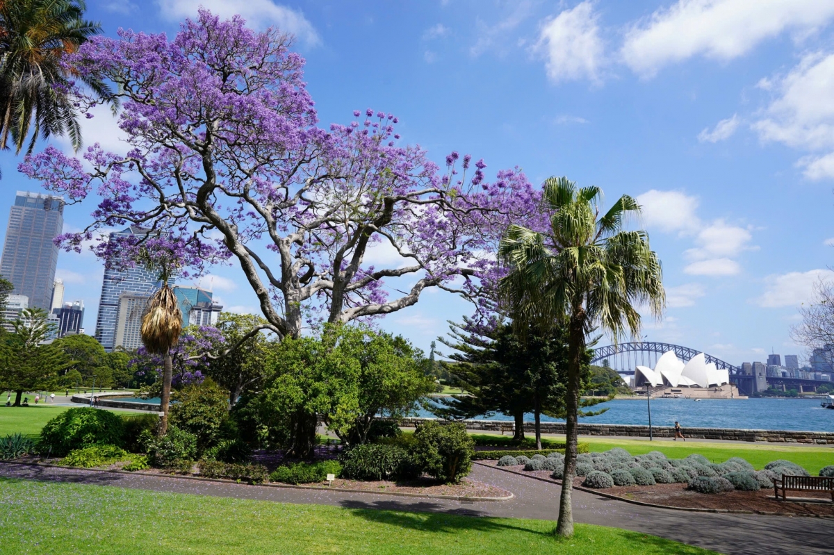 sac hoa phuong tim tran ngap duong pho sydney, australia hinh anh 1