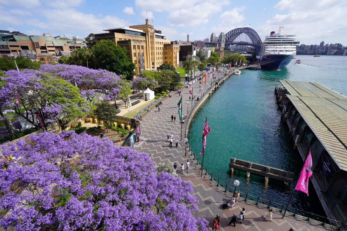sac hoa phuong tim tran ngap duong pho sydney, australia hinh anh 2