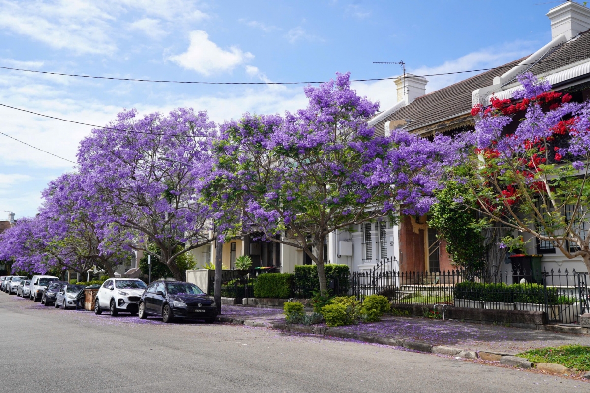 sac hoa phuong tim tran ngap duong pho sydney, australia hinh anh 5