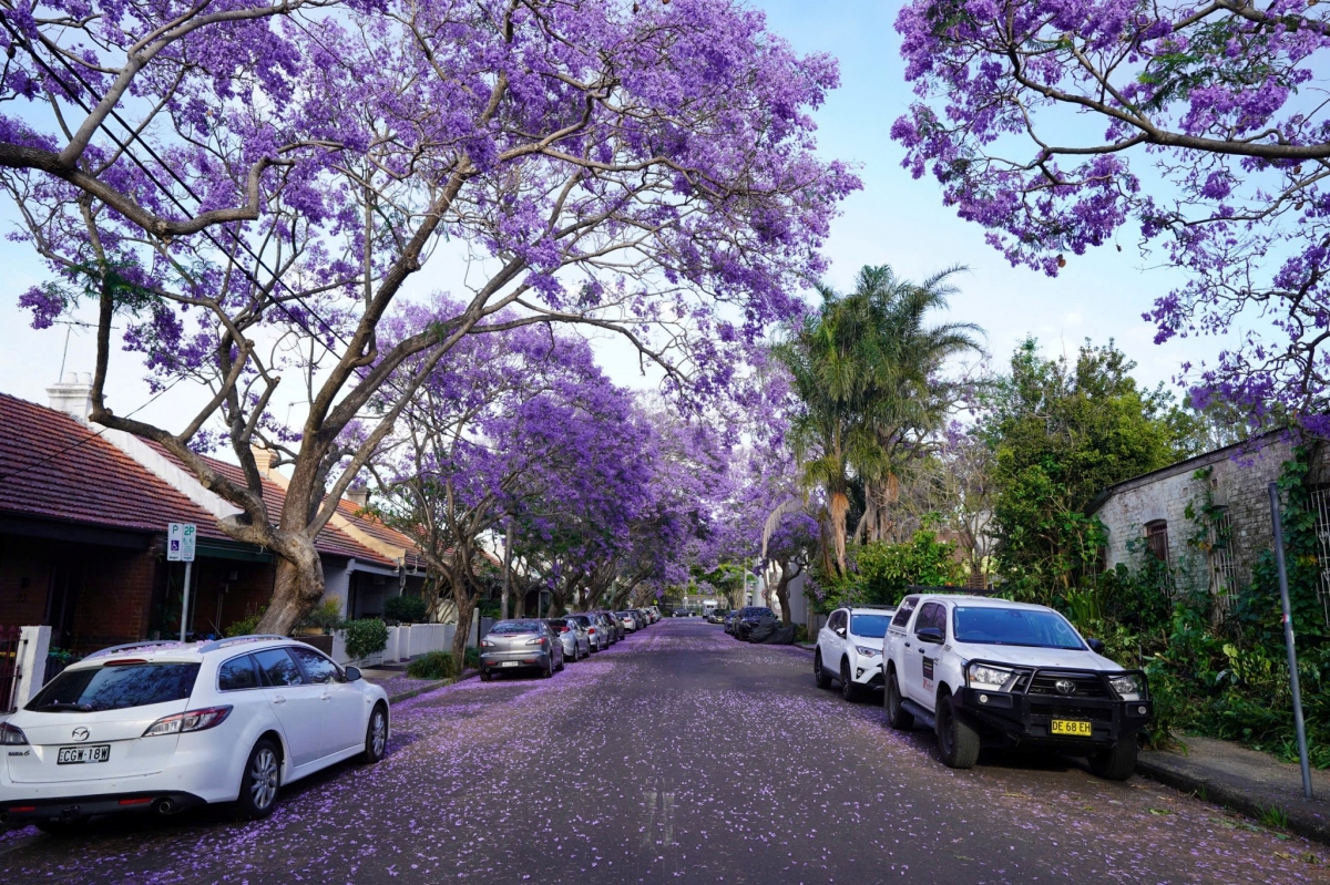 sac hoa phuong tim tran ngap duong pho sydney, australia hinh anh 4
