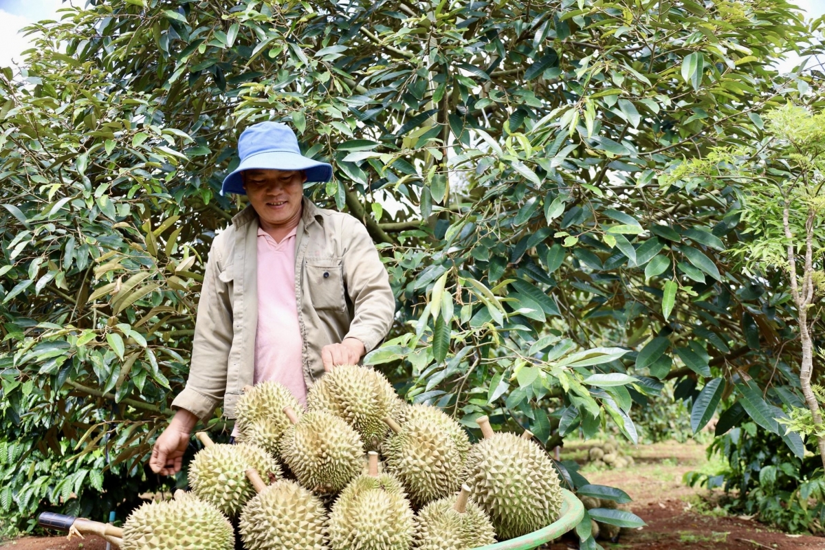 Một huyện ở Đắk Lắk dự kiến thu hàng ngàn tỷ đồng từ sầu riêng