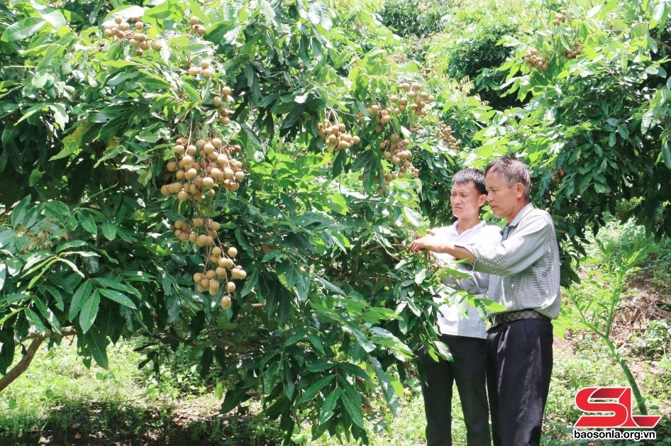 nhân rộng các mô hình kinh tế hiệu quả ở sơn la hình ảnh 1 nhan rong cac mo hinh kinh te hieu qua o son la hinh anh 1