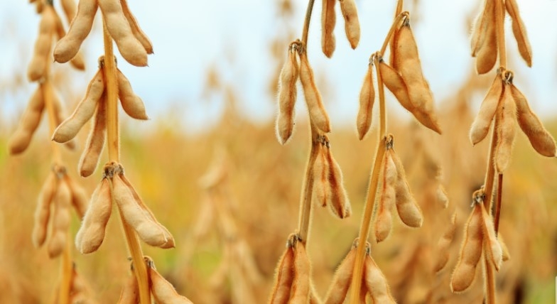 brazil represents largest soybean suppliers to vietnam picture 1