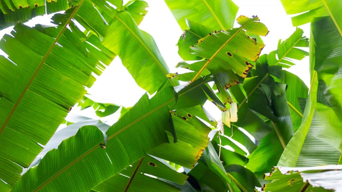 bat mi loat loi ich suc khoe khong ngo tu la chuoi khien nhieu nguoi ngo ngang hinh anh 1