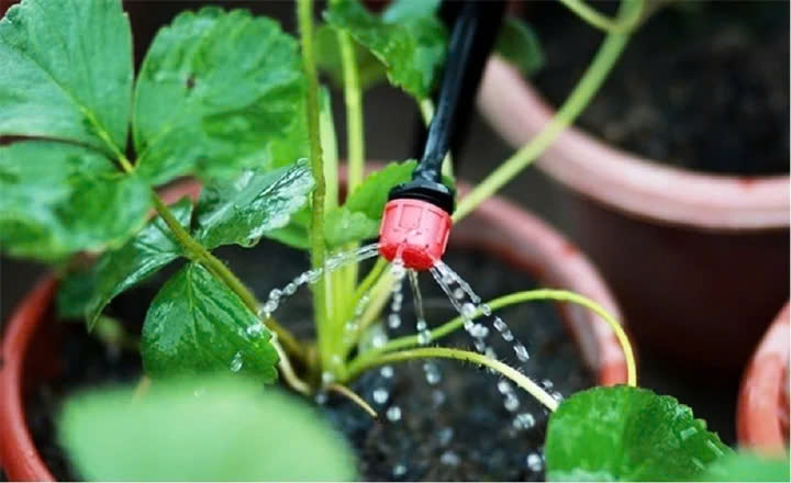 tuyệt chiêu giúp cây cảnh tự tưới nước khi bạn vắng nhà hình ảnh 2 tuyet chieu giup cay canh tu tuoi nuoc khi ban vang nha hinh anh 2