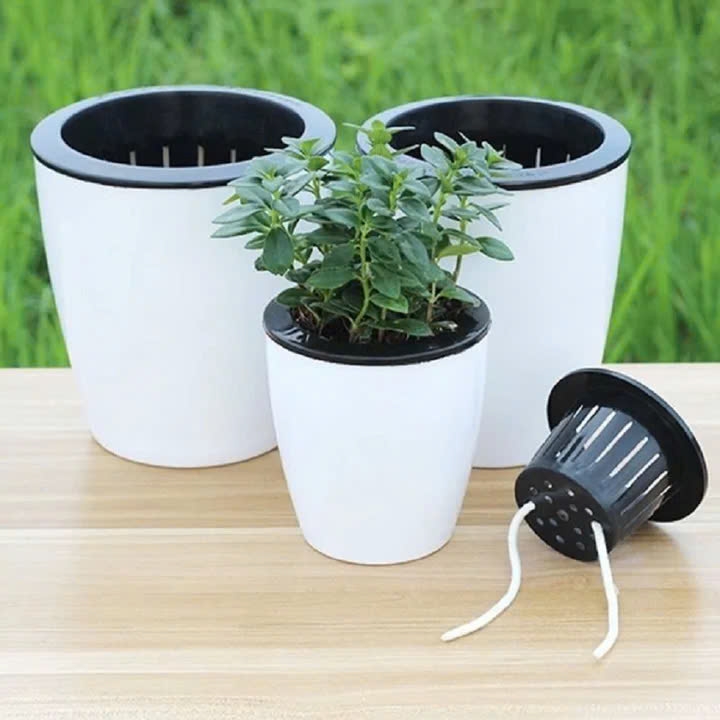tuyệt chiêu giúp cây cảnh tự tưới nước khi bạn vắng nhà hình ảnh 1 tuyet chieu giup cay canh tu tuoi nuoc khi ban vang nha hinh anh 1