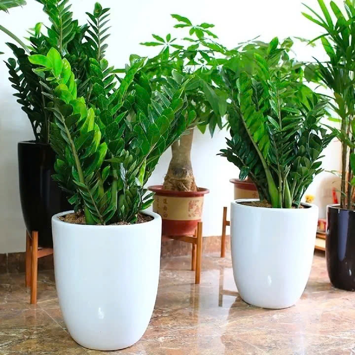tuyệt chiêu giúp cây cảnh tự tưới nước khi bạn vắng nhà hình ảnh 3 tuyet chieu giup cay canh tu tuoi nuoc khi ban vang nha hinh anh 3