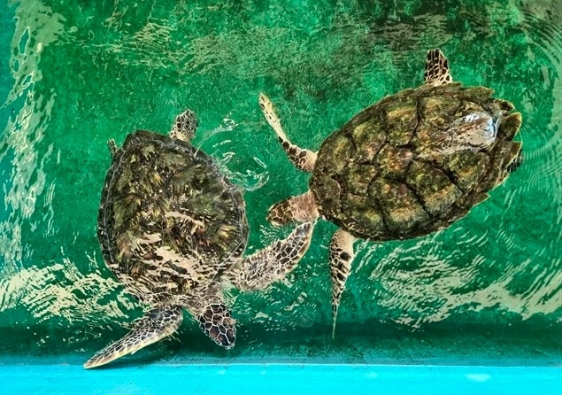 Marine workers, fishermen equipped with sea turtle rescue skills