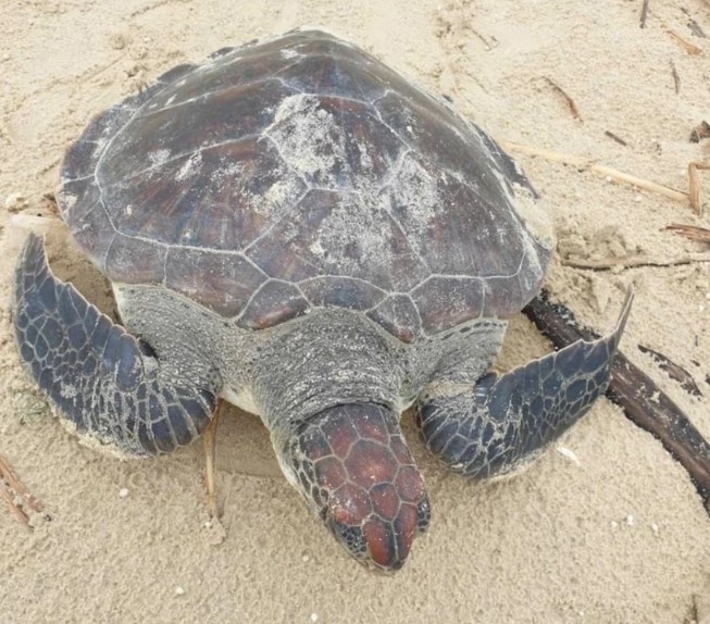 rare green sea turtle released in quang tri picture 1