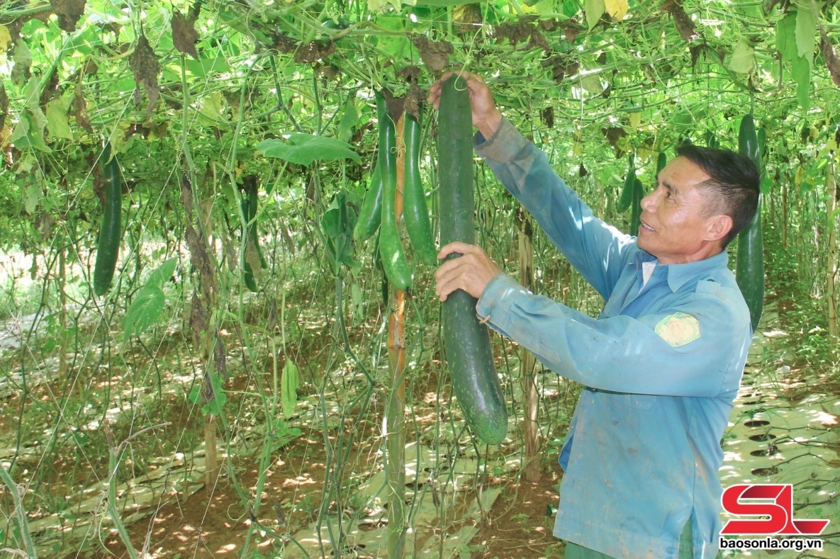 thu nhap cao tu san xuat rau, qua an toan hinh anh 1