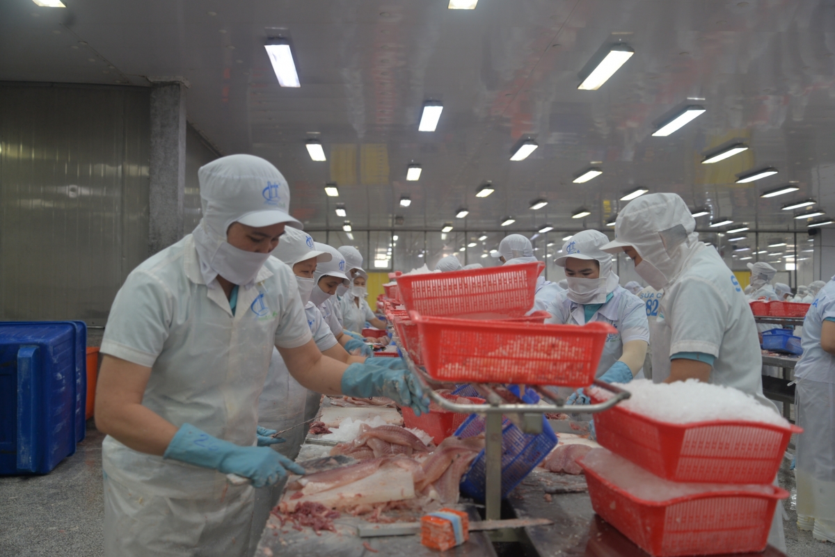 Xuất khẩu cá tra đạt hơn 1,5 tỷ USD trong hơn 9 tháng