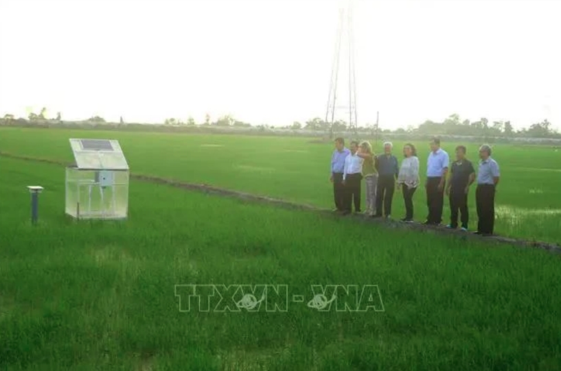 world bank delegation visits can tho s low-emission rice production model picture 1