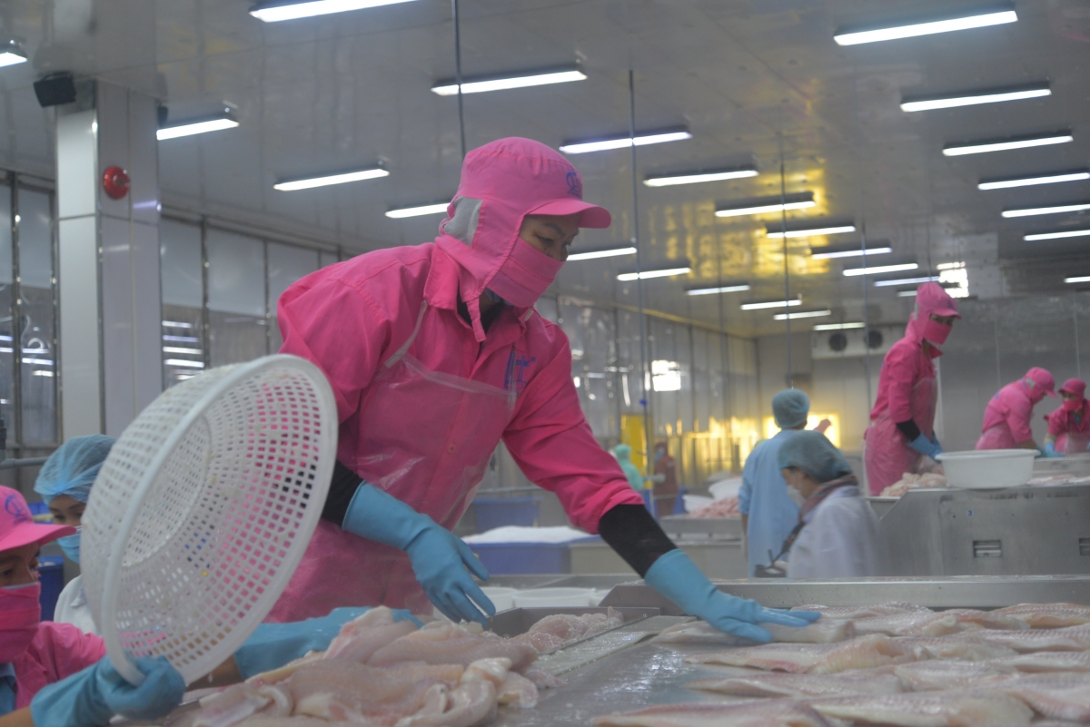 Sắp diễn ra Ngày hội Cá tra ở Đồng Tháp