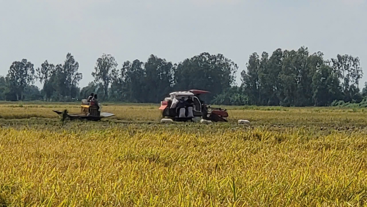 Hậu Giang thu hoạch gần dứt điểm vụ lúa Thu đông