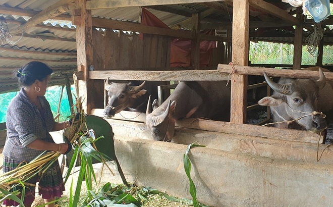 khong khi lanh tang cuong, nguoi dan yen bai ra suc bao ve dan vat nuoi hinh anh 1