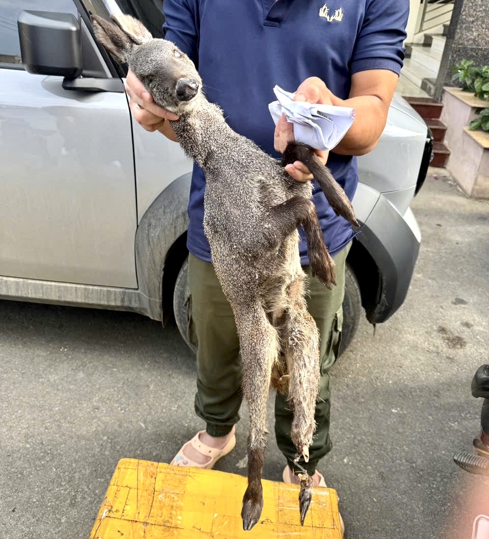 buôn bán hươu xạ bị bắt tại sơn la hình ảnh 2 buon ban huou xa bi bat tai son la hinh anh 2