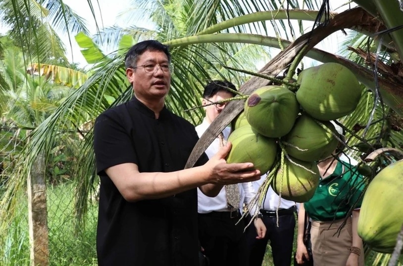 chinese enterprises survey coconut raw material areas in tra vinh picture 1