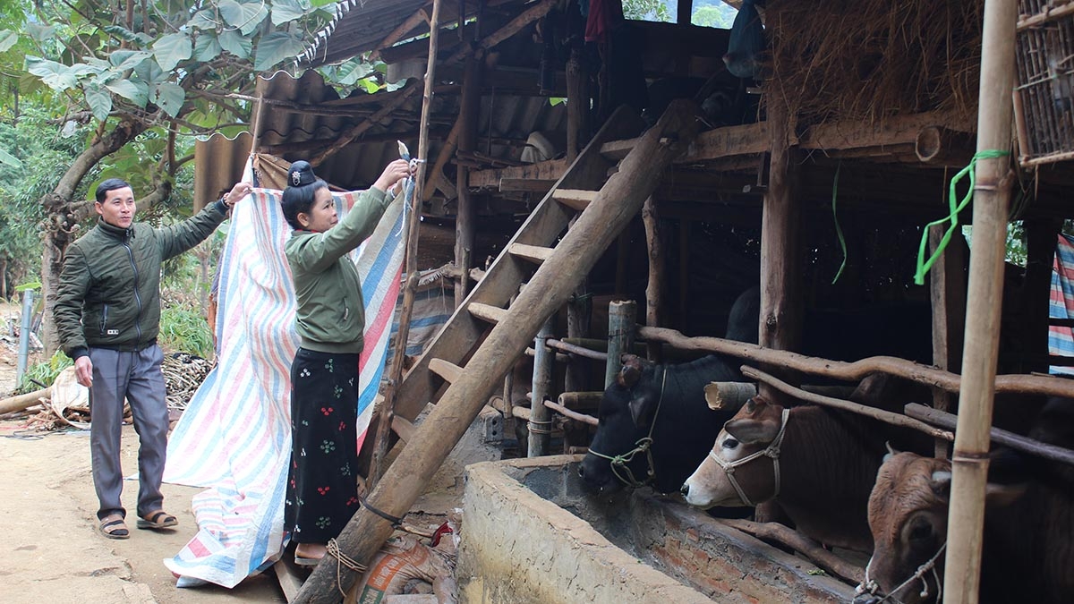 son la phong chong doi, ret cho dau co nghiep hinh anh 1