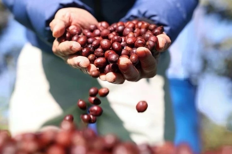 global coffee production to surge on vietnam, indonesia s rebounding output picture 1