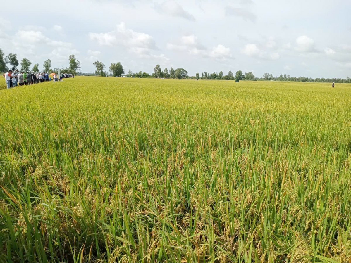 Tạo luồng gió mới để vựa lúa Đồng bằng vững bước trong kỷ nguyên vươn mình