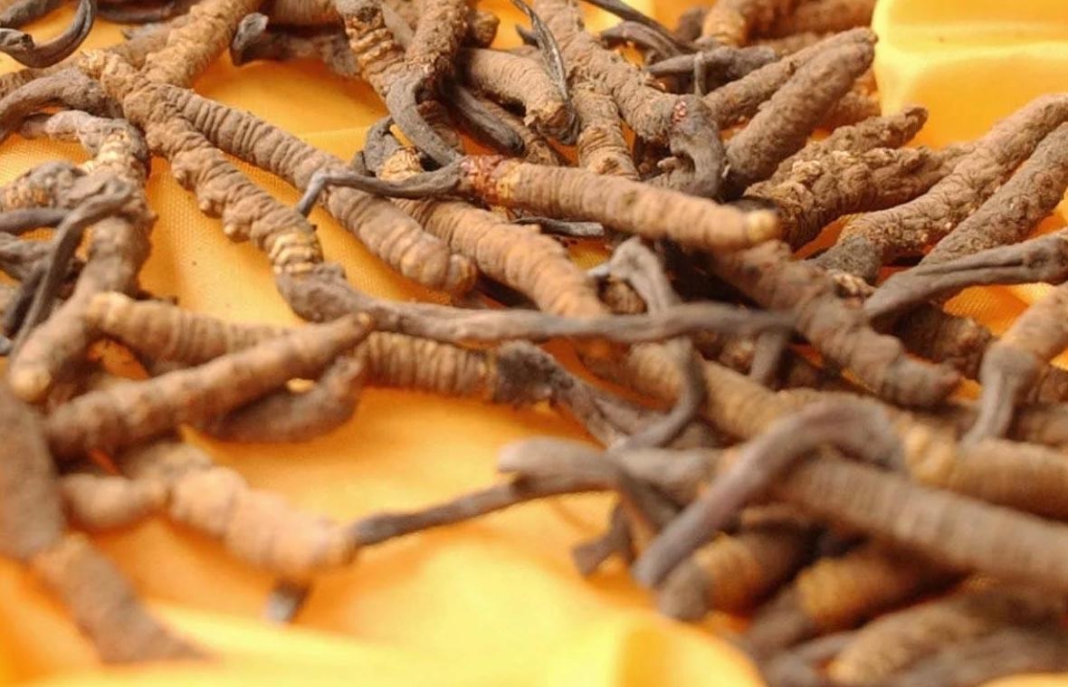 Loại “sâu khô” giá 2,5 tỷ đồng/kg được săn lùng làm quà biếu Tết