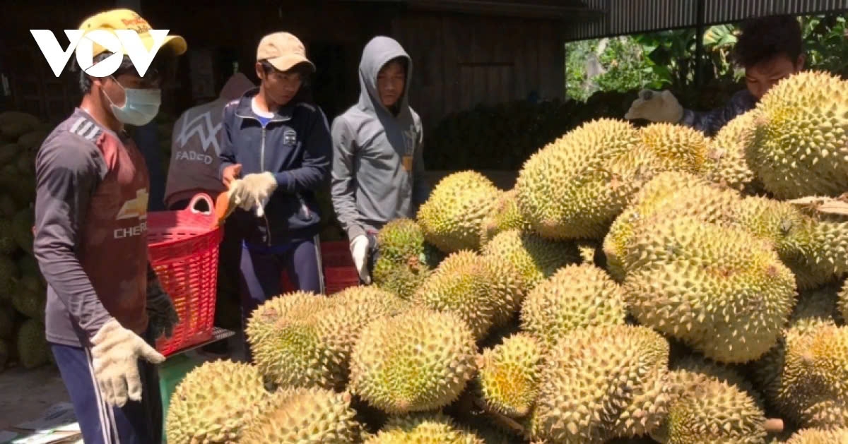 eu increases pesticide residue checks for imported vietnamese durian picture 1 eu increases pesticide residue checks for imported vietnamese durian picture 1