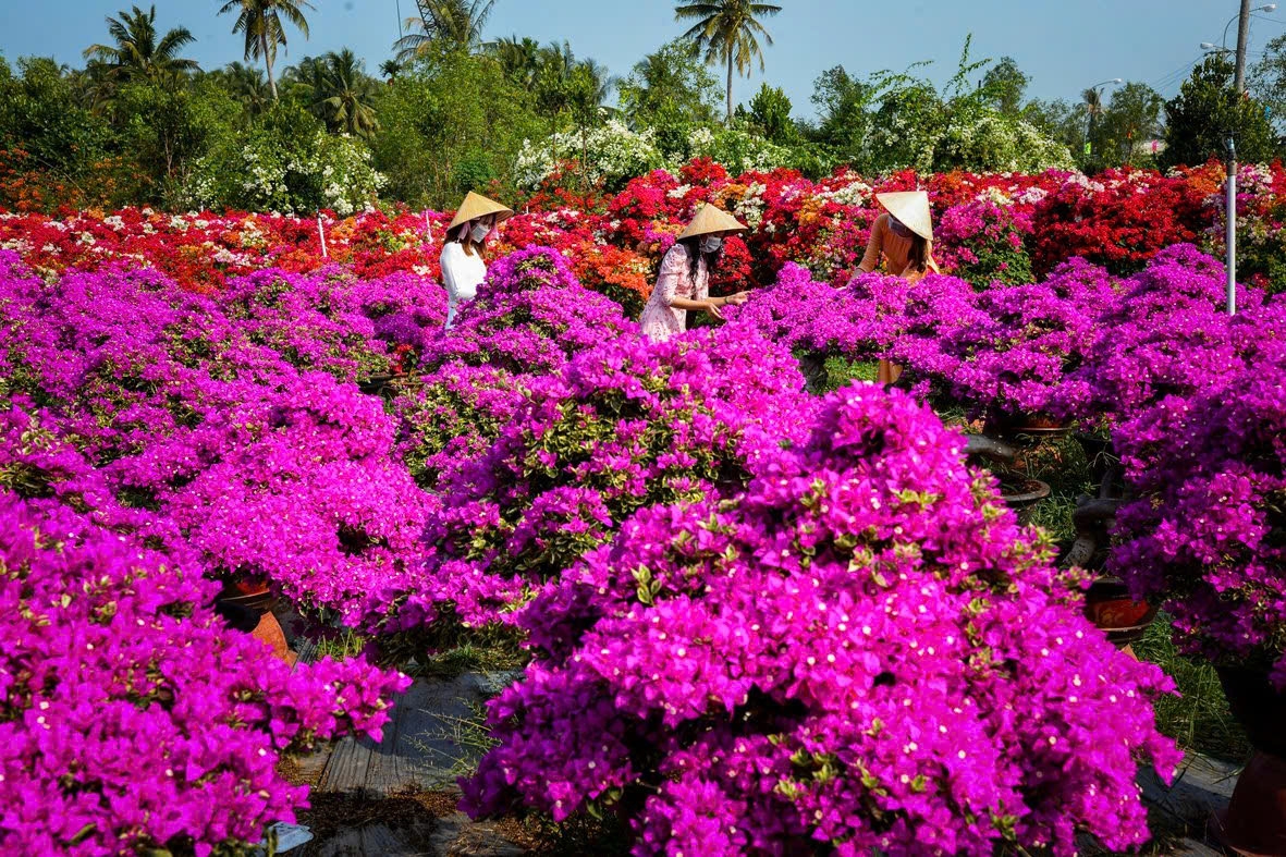 ben tre le hoi hoa kieng cho lach nen tang de phat trien du lich nong nghiep hinh anh 3