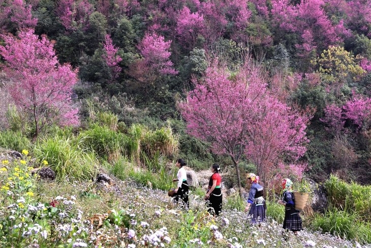 mu cang chai rings in 2025 with mong panpipe and to day flower festivals picture 1