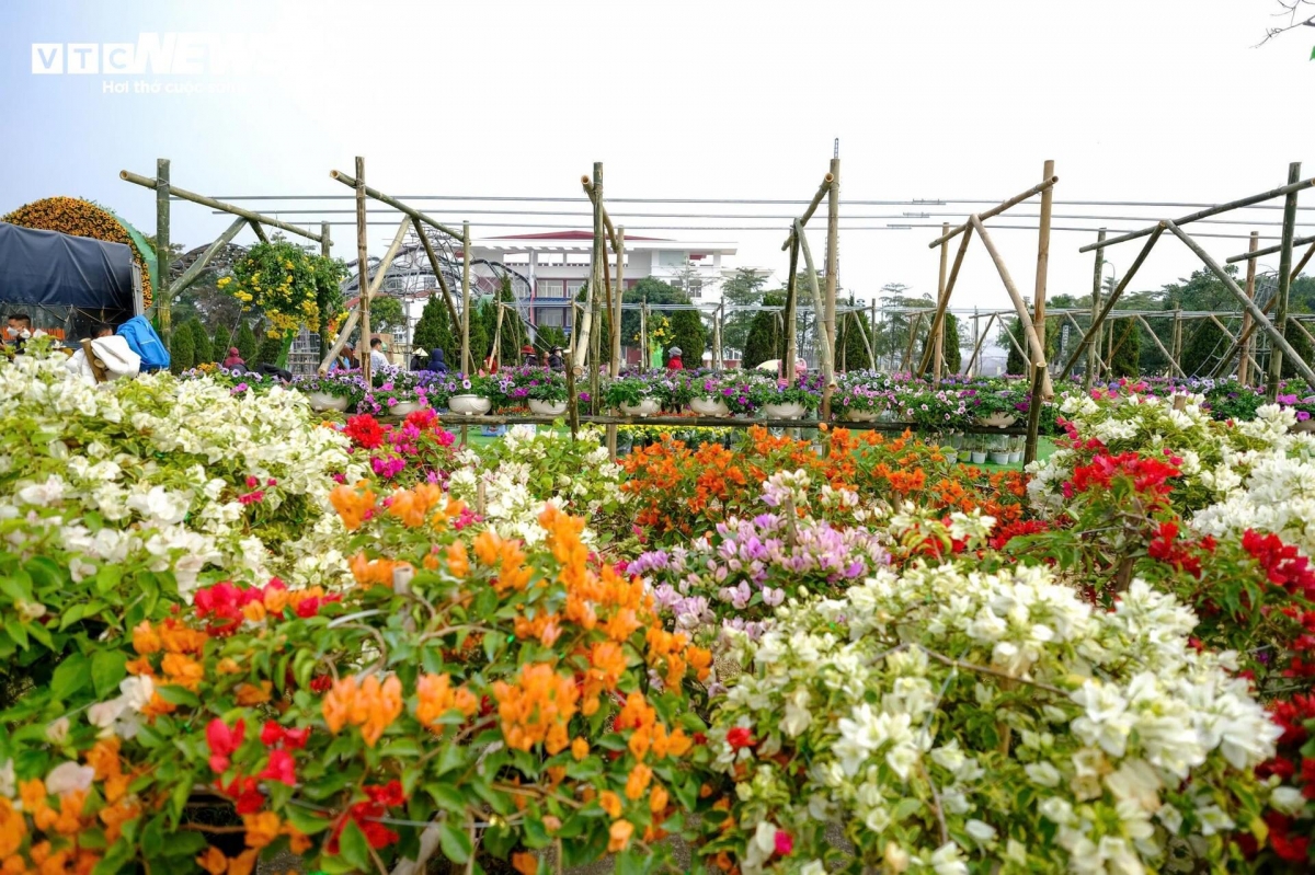 hanoi village ready for largest flower festival in northern vietnam picture 1