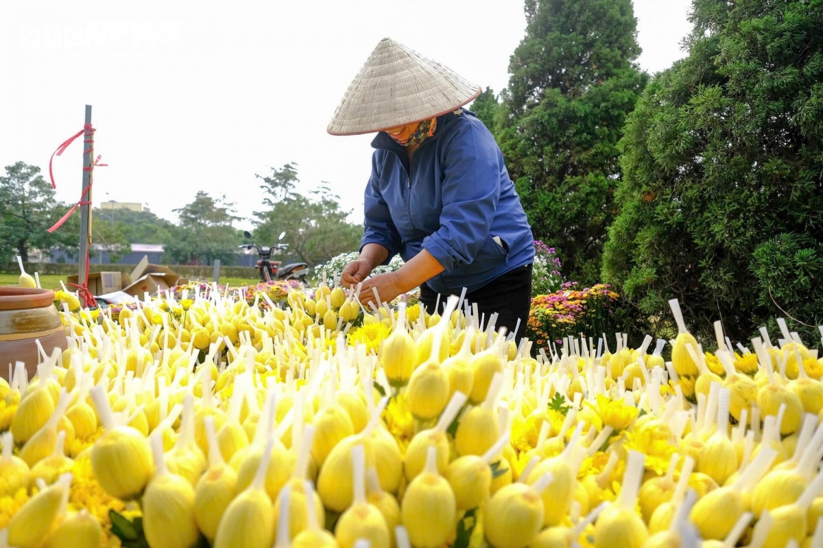 hanoi village ready for largest flower festival in northern vietnam picture 5