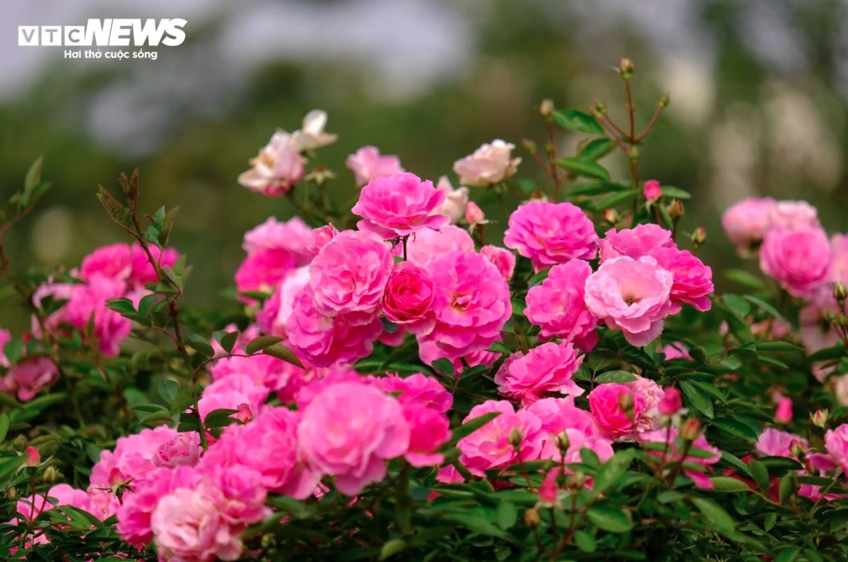 hanoi village ready for largest flower festival in northern vietnam picture 9