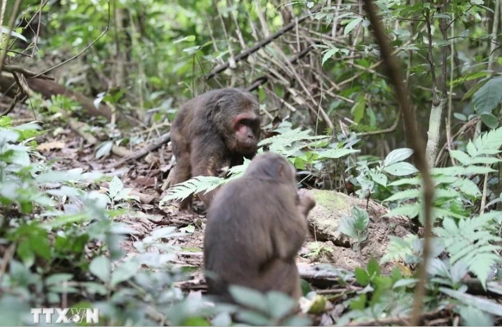 11 rare monkeys released back into wild in Nghe An