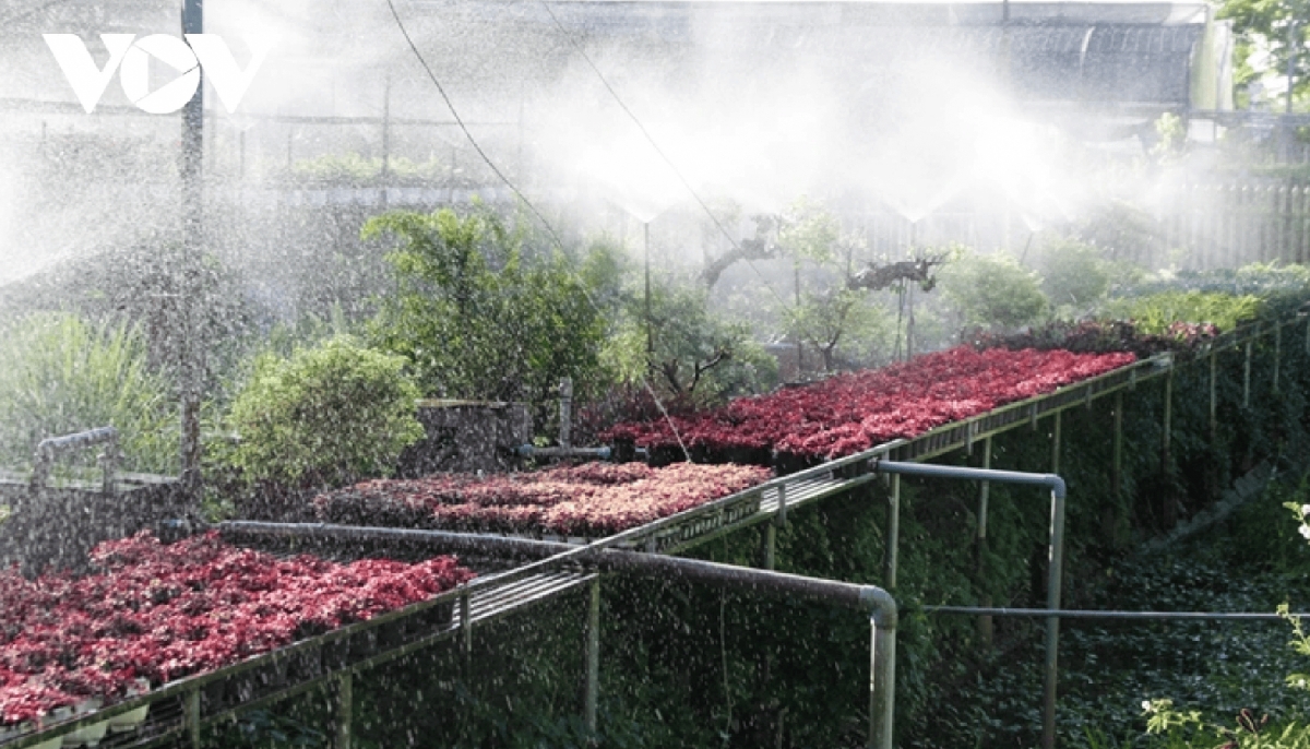 dazzling spring colours emerge in sa dec flower village picture 3