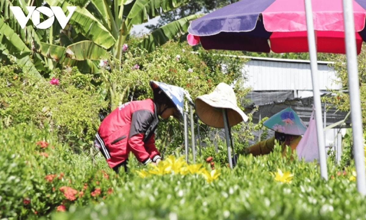 dazzling spring colours emerge in sa dec flower village picture 8