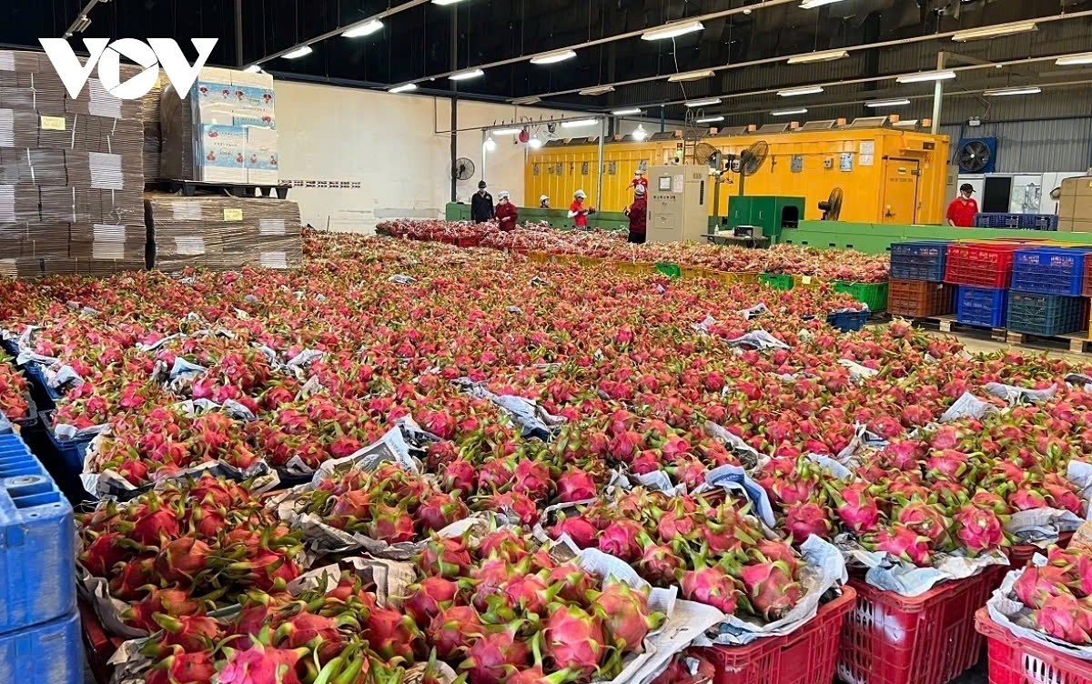 vietnam s agro-forestry-fishery export earnings hit record high of us 62 billion picture 1 vietnam s agro-forestry-fishery export earnings hit record high of us 62 billion picture 1
