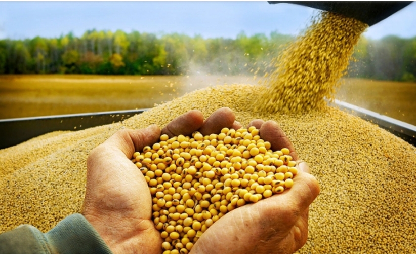 Vietnam spends US$1 billion on soybean imports in 11 months