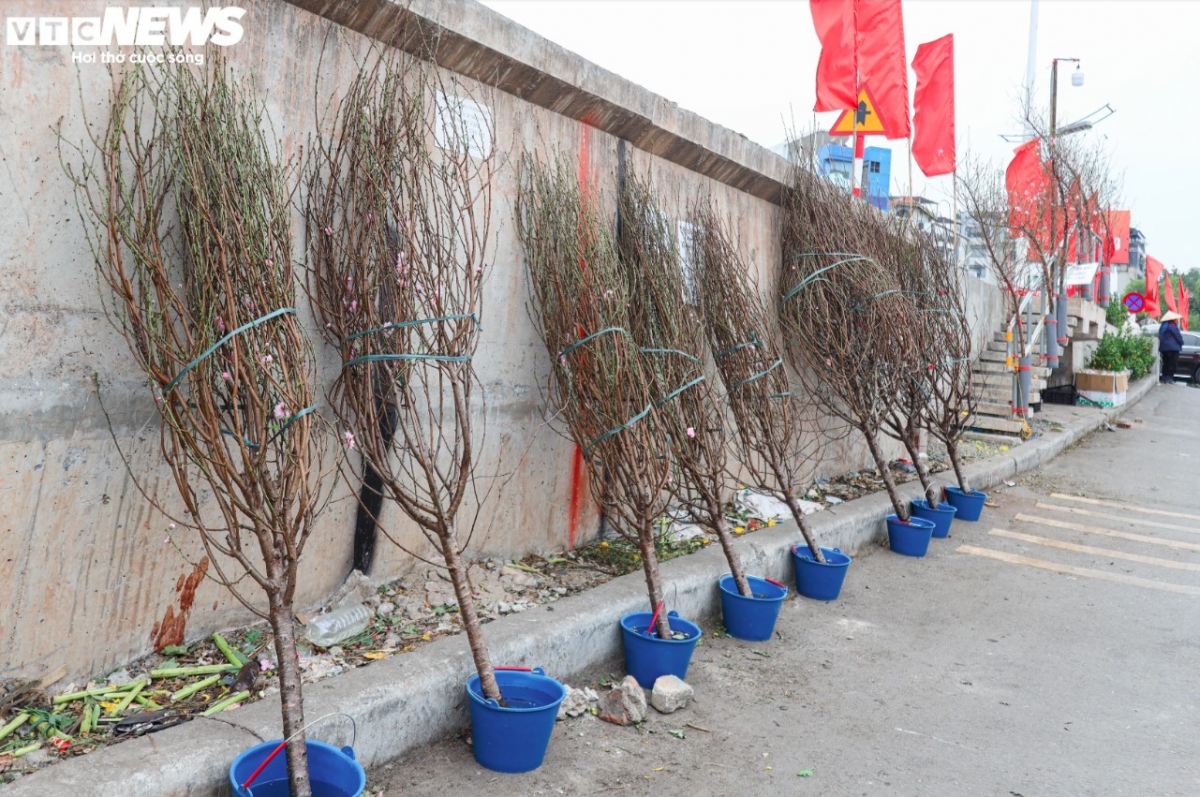 colourful blossoms signal first signs of lunar new year in hanoi picture 1