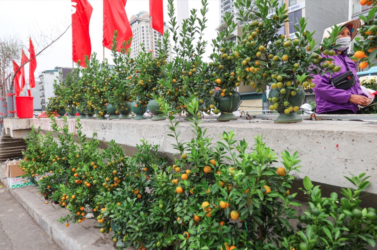 colourful blossoms signal first signs of lunar new year in hanoi picture 10