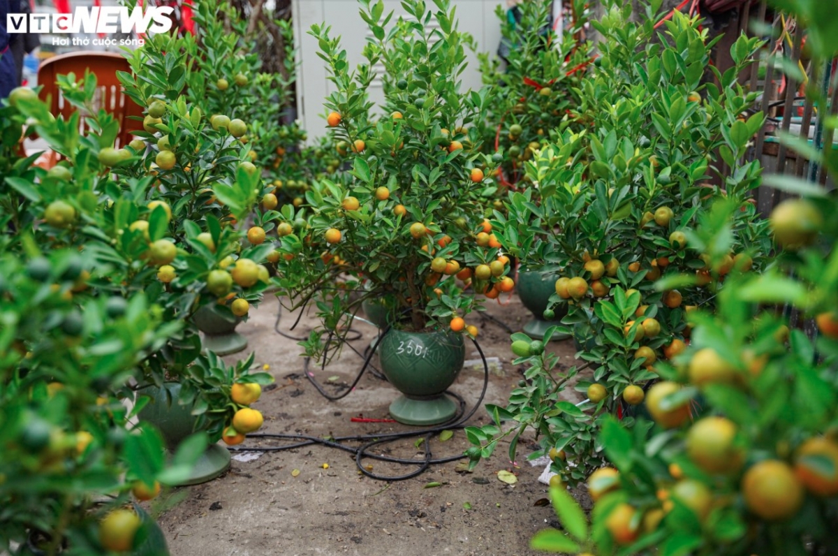 colourful blossoms signal first signs of lunar new year in hanoi picture 12