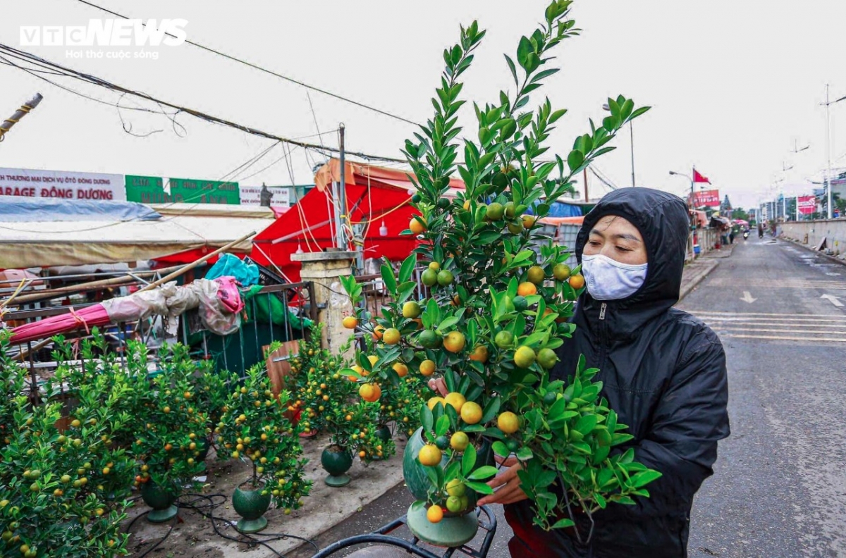 colourful blossoms signal first signs of lunar new year in hanoi picture 14