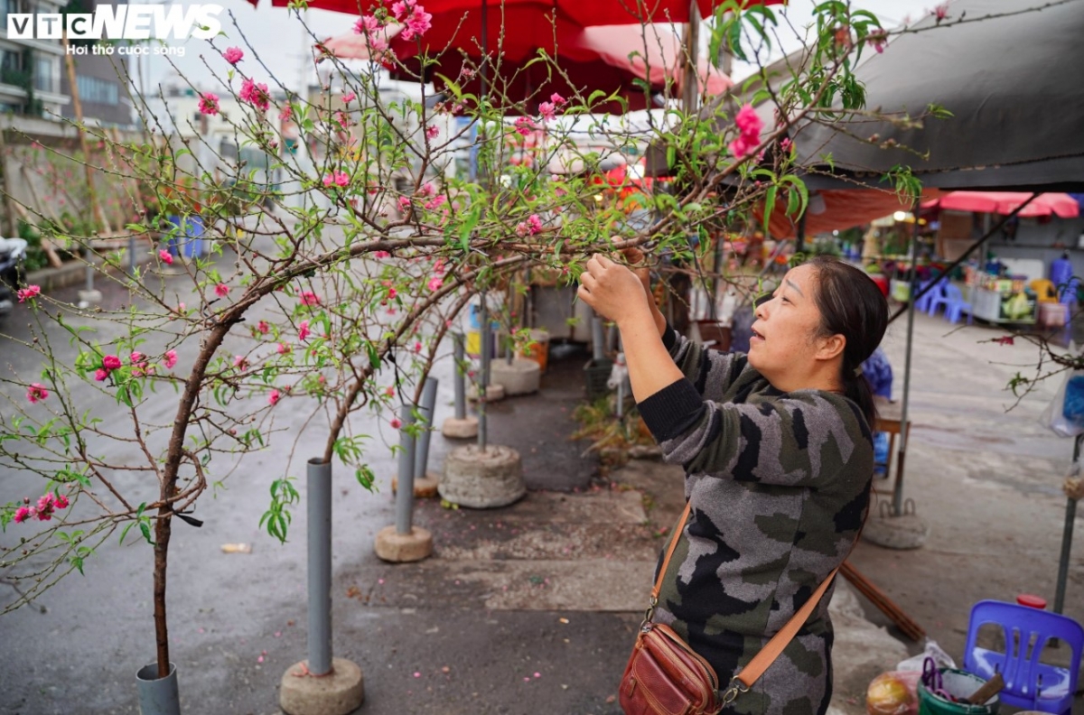 colourful blossoms signal first signs of lunar new year in hanoi picture 2