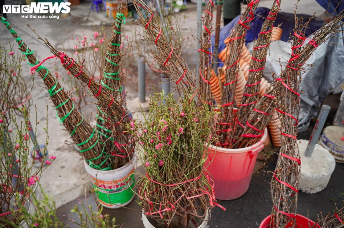 colourful blossoms signal first signs of lunar new year in hanoi picture 3