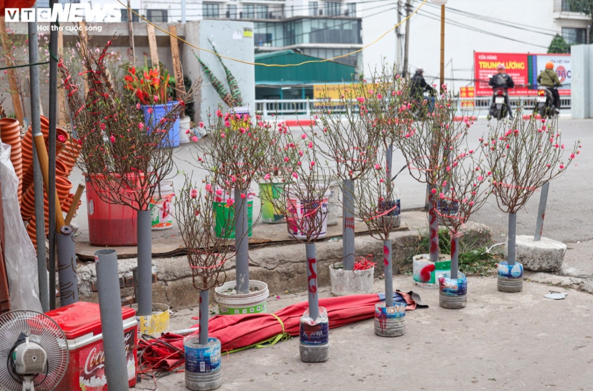 colourful blossoms signal first signs of lunar new year in hanoi picture 4