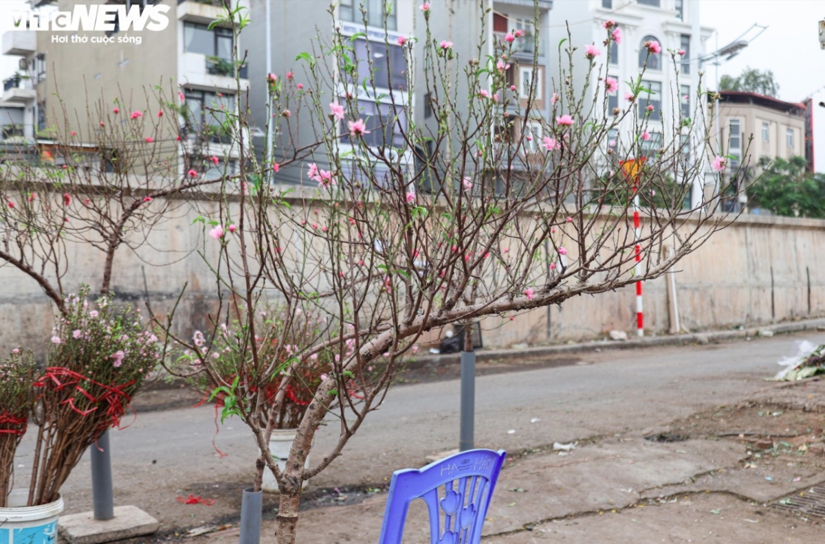 colourful blossoms signal first signs of lunar new year in hanoi picture 5