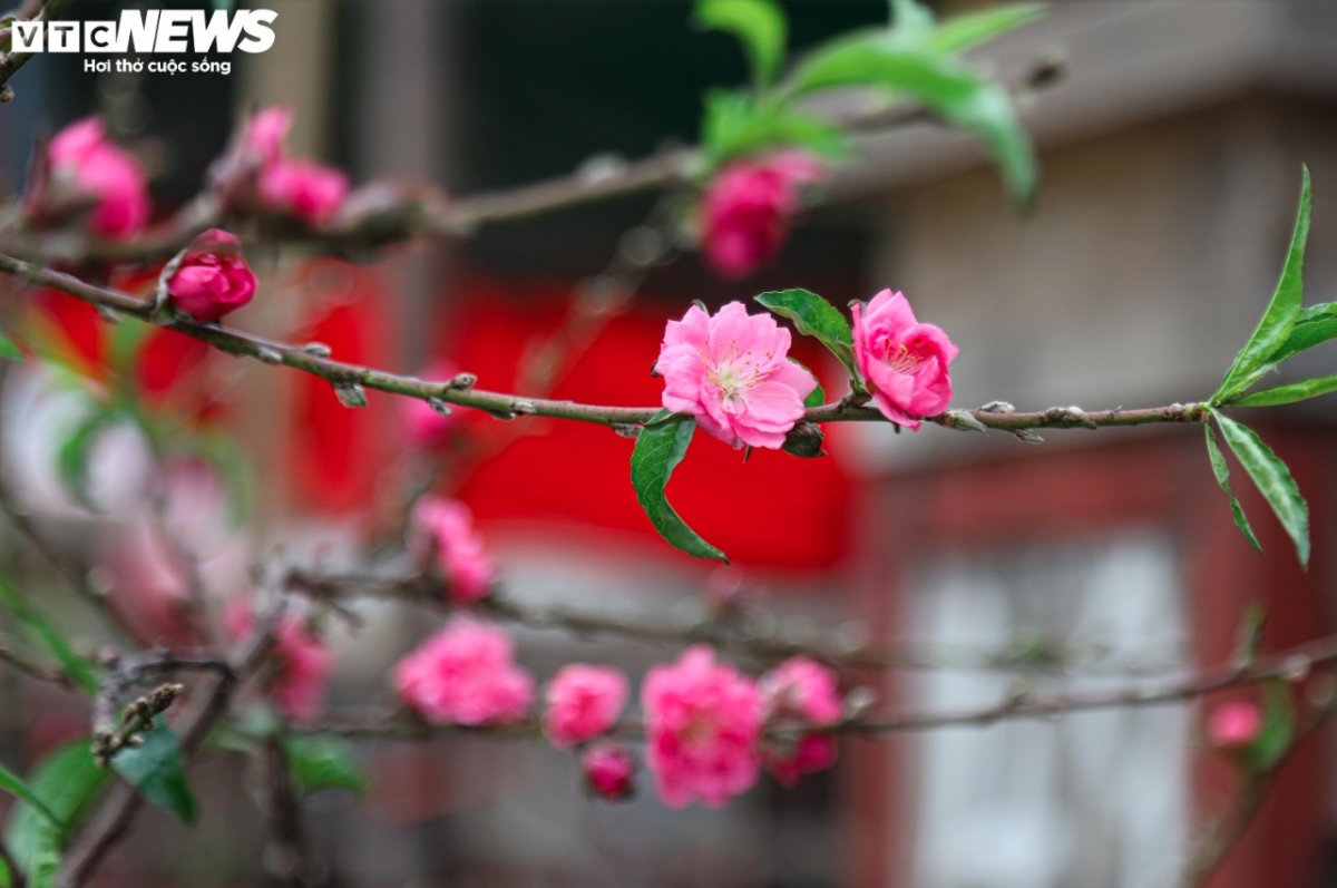 Colourful blossoms signal first signs of lunar New Year in Hanoi