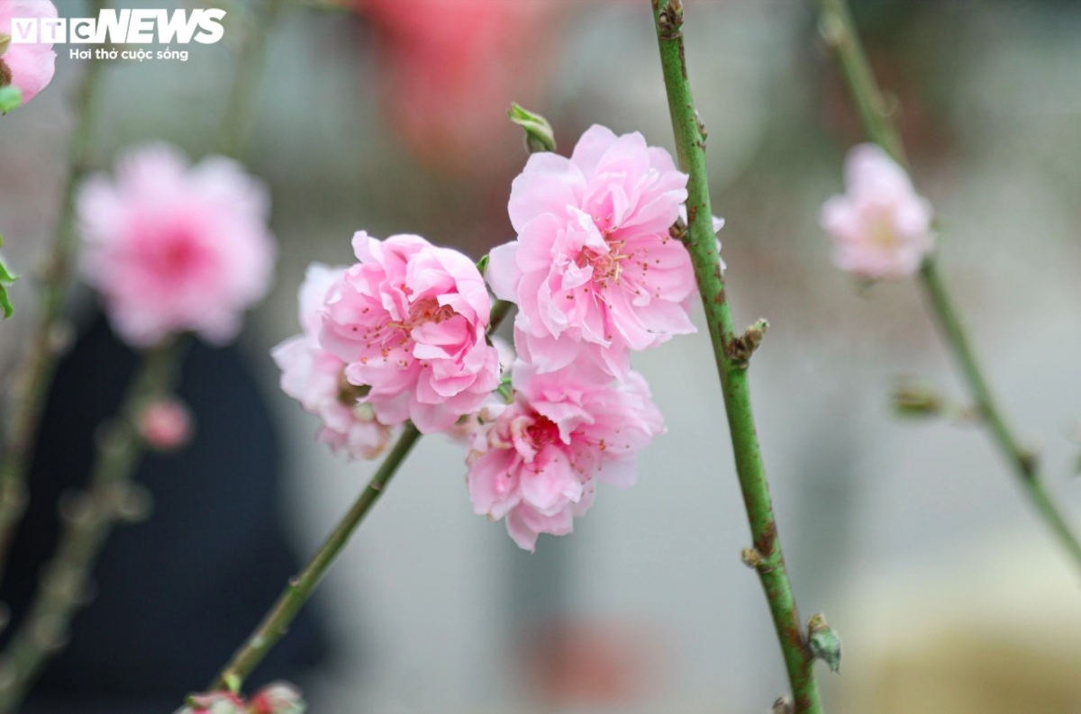 colourful blossoms signal first signs of lunar new year in hanoi picture 7