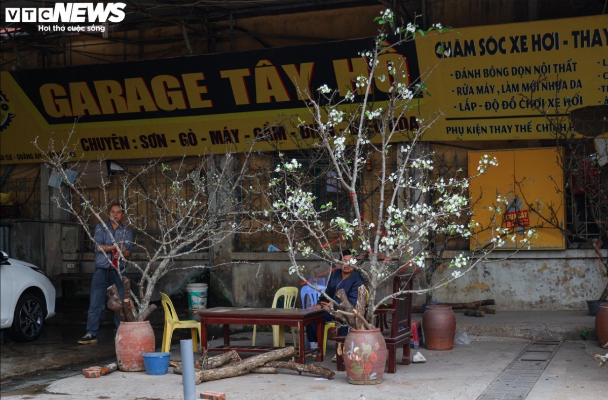 colourful blossoms signal first signs of lunar new year in hanoi picture 8