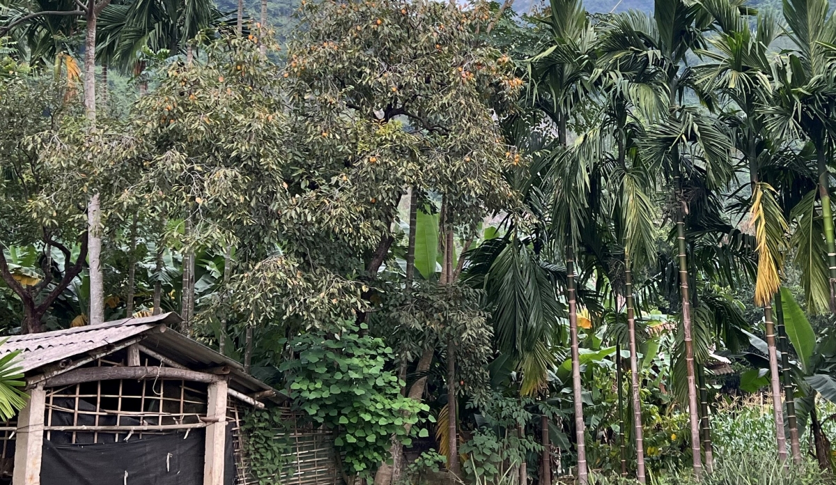 tiec nuoi hong gion luc yen hinh anh 2
