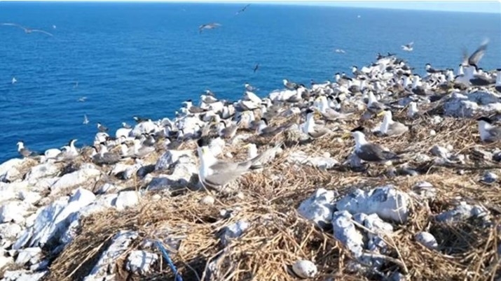 vietnam records recognises hon trung as most fertile seabird habitat picture 1